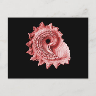 Astraea heliotropium postkarte