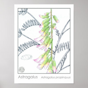 Astragalus Pink Blume Medizinische Kräuterpflanze  Poster