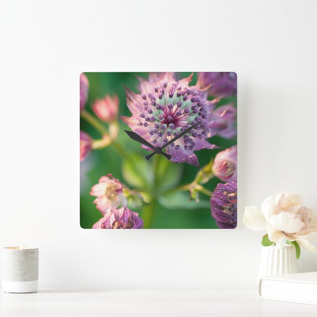 Astrantia-Blume Quadratische Wanduhr (Zuhause)