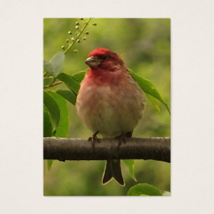 ATC de pinson pourpre