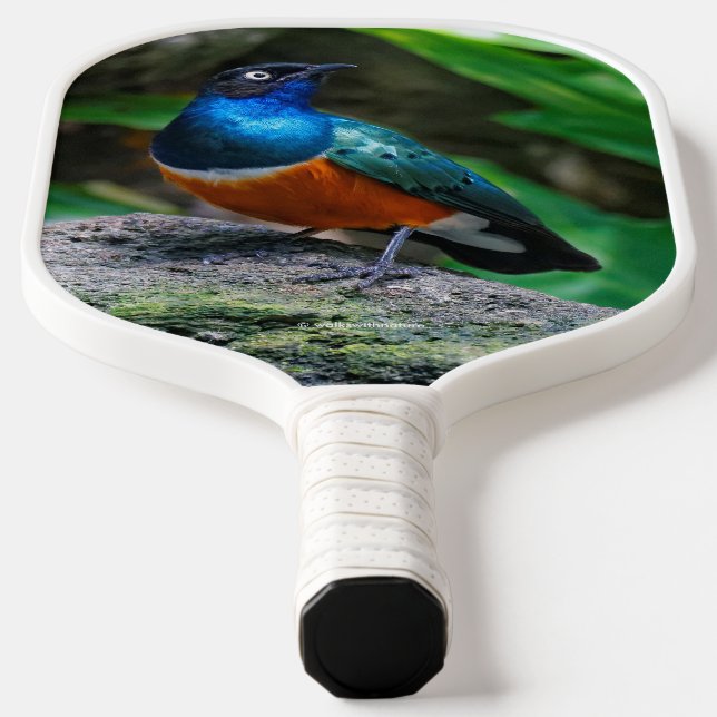 Atemberaubend African Superb Starling Songbird Pickleball Schläger (Ablage )