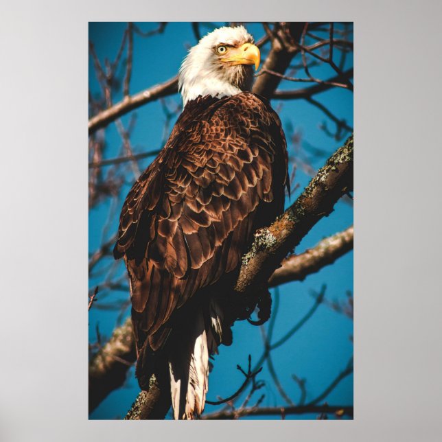 Atemberaubend American Bald Eagle Poster (Vorne)