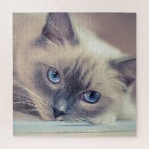 Atemberaubend Blue Mit Augen Ragdoll Cat