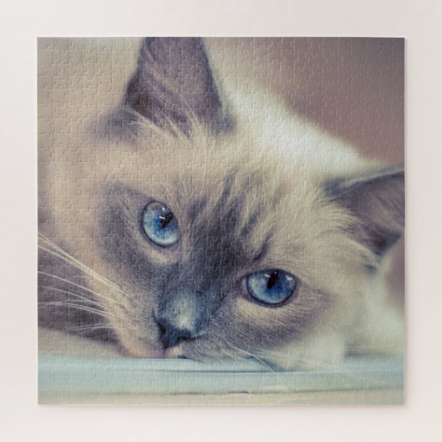Atemberaubend Blue Mit Augen Ragdoll ‎ Cat (Vertikal)