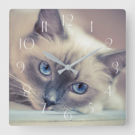Atemberaubend Blue Mit Augen Ragdoll Cat Quadratische Wanduhr