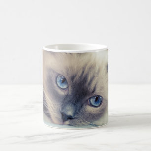 Atemberaubend Blue Mit Augen Ragdoll ‎ Cat Verwandlungstasse