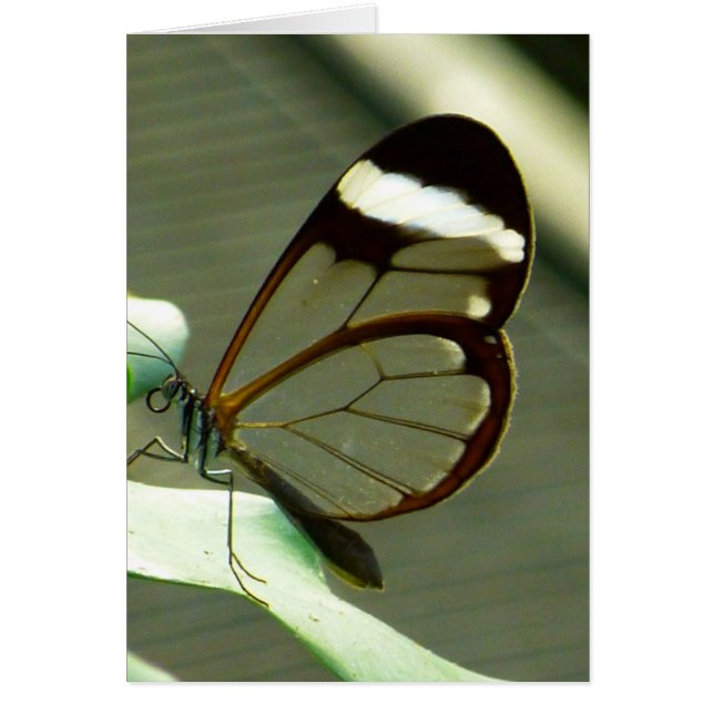 Atemberaubend-braun-glatter Schmetterling (Vorne)