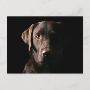 Atemberaubend Chocolate Labrador Postkarte