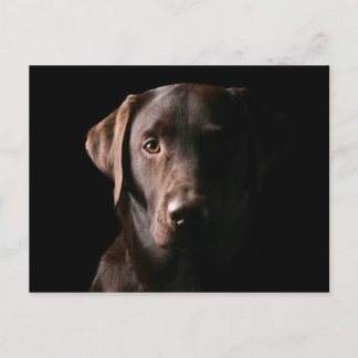 Atemberaubend Chocolate Labrador Postkarte