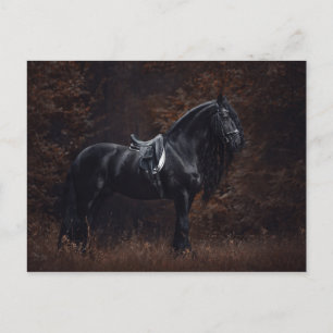 Atemberaubend Elegant Sport Dressage Friesian Stal Postkarte