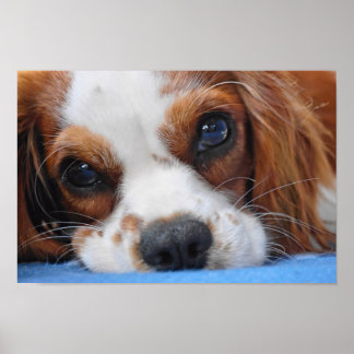 Atemberaubend King Charles Cavalier Poster