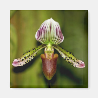 Atemberaubend Orchid Magnet