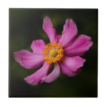 Atemberaubend Pink Japanisch Anemone Blume