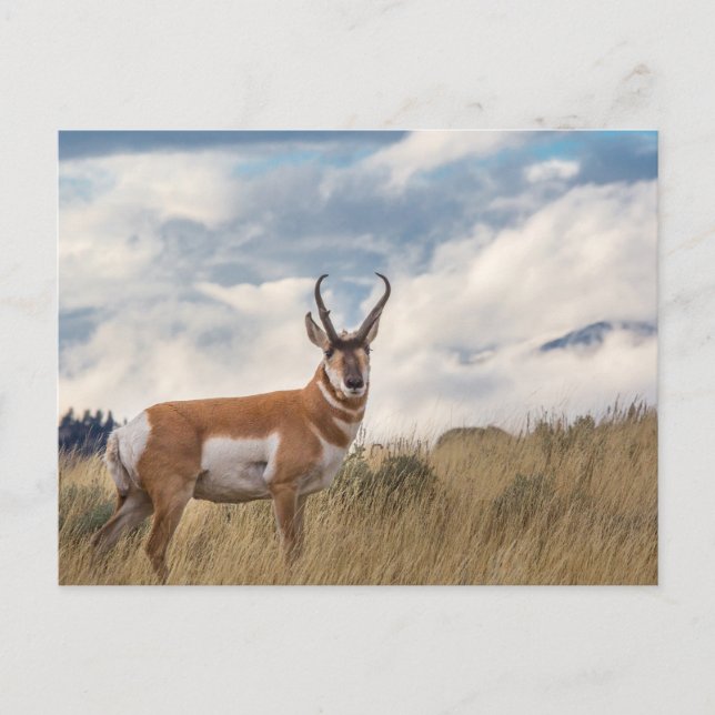 Atemberaubend Pronghorn Postkarte (Vorderseite)