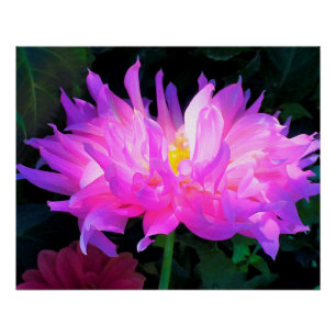 Atemberaubend rosa und Lila Kaktus Dahlia Poster