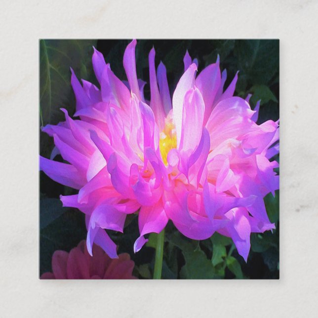 Atemberaubend rosa und Lila Kaktus Dahlia Quadratische Visitenkarte (Vorderseite)