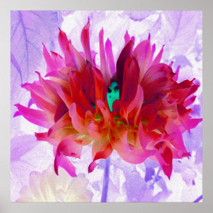 Atemberaubend Rot und Heiß rosa Kaktus Dahlia Poster