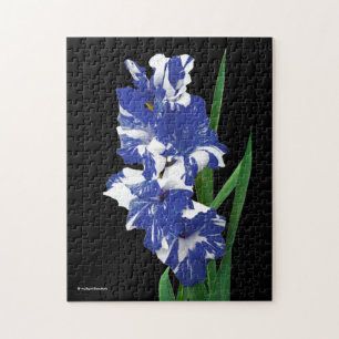 Atemberaubend Royal Blue & White Gladiolus Sword L