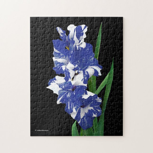 Atemberaubend Royal Blue & White Gladiolus Sword L (Vertikal)