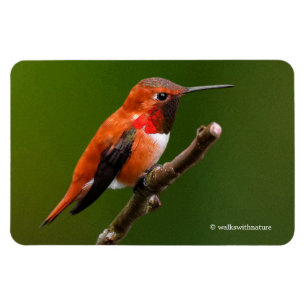 Atemberaubend Rufous Hummingbird auf dem Kirschbau Magnet