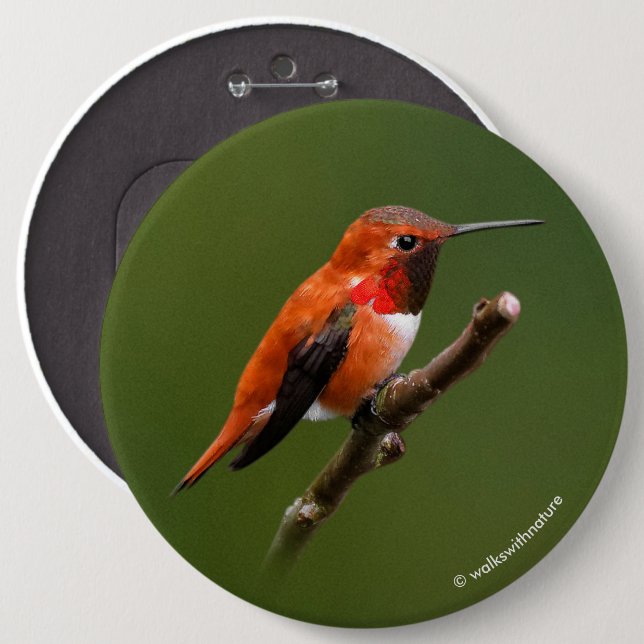 Atemberaubend Rufous Hummingbird auf dem Zweig Che Button (Vorne & Hinten)