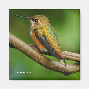 Atemberaubend Rufous Hummingbird auf Twining Vines Magnet
