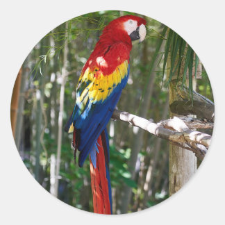 Atemberaubend Scarlet Macaw Parrot Runder Aufkleber