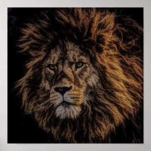Atemberaubend Wild African Male Lion Poster