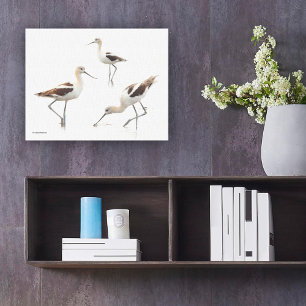 Atemberaubende amerikanische Avocets Shorebirds am Leinwanddruck