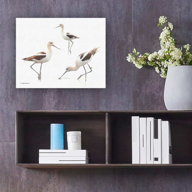 Atemberaubende amerikanische Avocets Shorebirds am Leinwanddruck (Stunning American Avocet Shorebirds at the Beach Canvas Wrap Cover Photo.)
