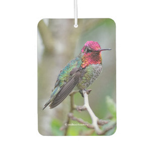Atemberaubende Anna-Hummingbird im Pflaumenbaum Autolufterfrischer
