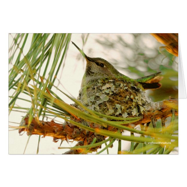 Atemberaubende Anna-Hummingbird-Mama auf Nest (Vorderseite (Horizontal))