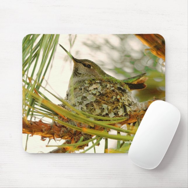 Atemberaubende Anna-Hummingbird-Mama auf Nest Mousepad (Mit Mouse)