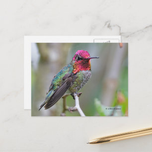 Atemberaubende Anna's Hummingbird auf Zweig Postkarte