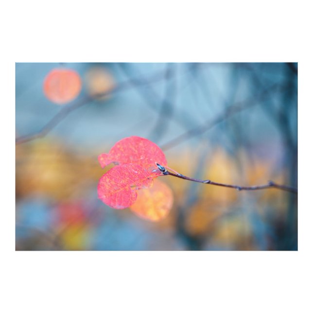 Atemberaubende Blätter von Cotonou Fotodruck (Vorne)