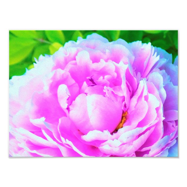 Atemberaubende Blume für doppelrosa Peony Fotodruck (Vorne)