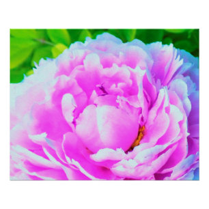 Atemberaubende Blume für doppelrosa Peony Poster