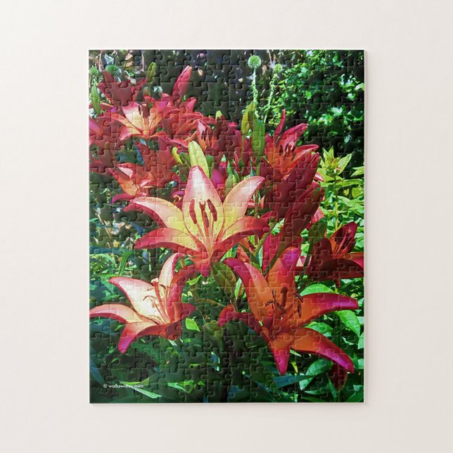 Atemberaubende Blume von Red Orange Asiatic Lilies (Vertikal)