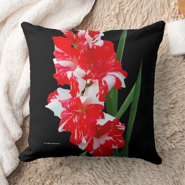 Atemberaubende Blumenrote und Weiße Gladiolus-Schw Kissen (Decke)