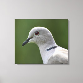Atemberaubende Collared Dove Leinwanddruck