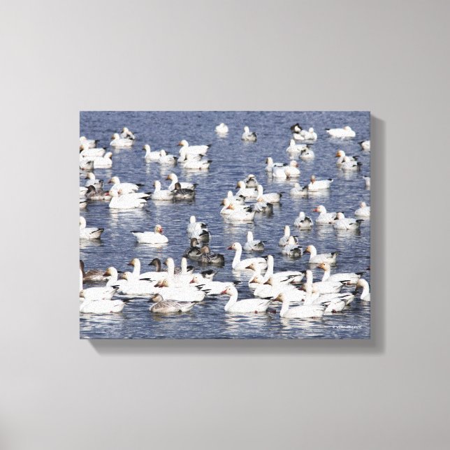 Atemberaubende Flock von Schneegänse am Strand Leinwanddruck (Vorderseite)
