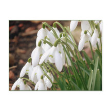 Atemberaubende Frühlingssnowdrops