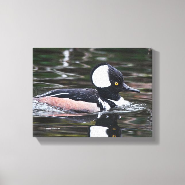 Atemberaubende, gehobene Merganser Duckswims von Leinwanddruck (Vorderseite)