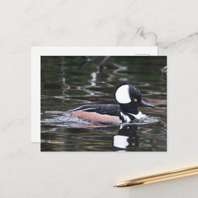 Atemberaubende, gehobene Merganser Duckswims von Postkarte (Vorderseite/Rückseite Beispiel)
