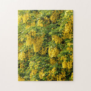 Atemberaubende Goldene Kette / Laburnum Tree