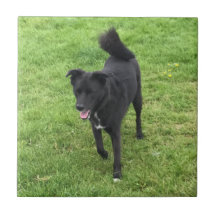 Atemberaubende Husky/Labrador-Kreuz-Keramik