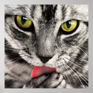Atemberaubende Katzenhalde Poster