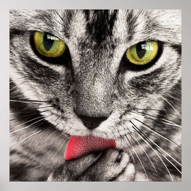 Atemberaubende Katzenhalde Poster (Vorne)
