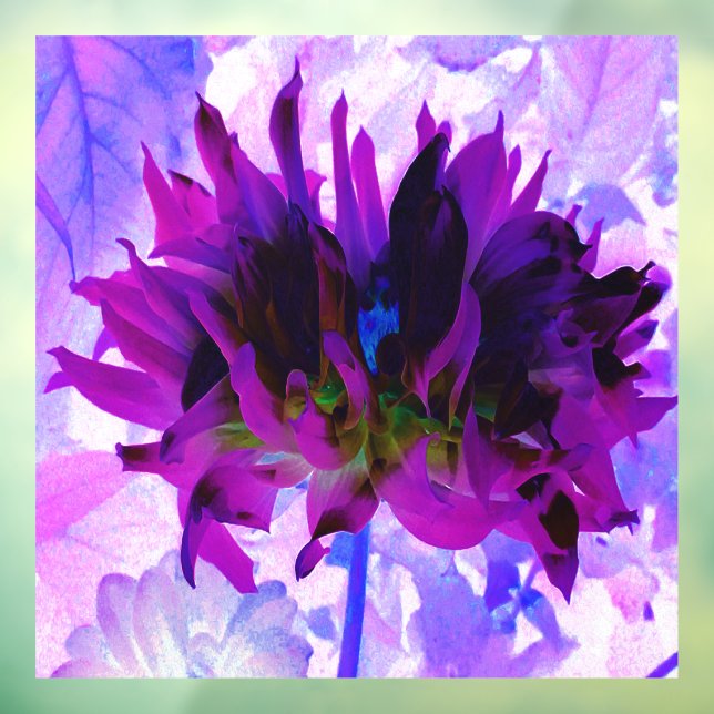 Atemberaubende Lila und schwarze Kaktus Dahlia Fensteraufkleber (Blatt 3)