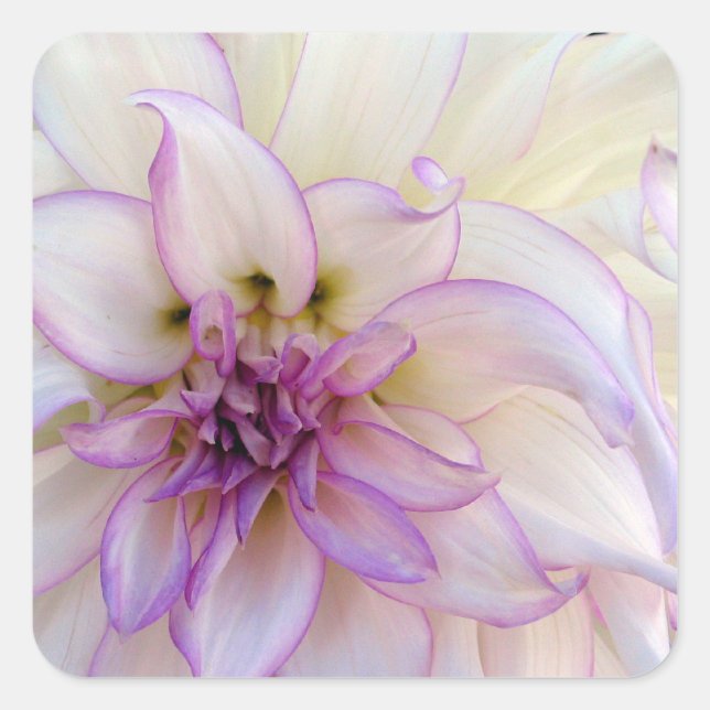 Atemberaubende Lila und weiße Dahlia-Blume Quadratischer Aufkleber (Vorderseite)
